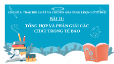 Giáo án Powerpoint Bài 11: Sinh học 10 Cánh diều: Tổng hợp và phân giải các chất trong tế bào