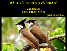 Giáo án powerpoint Con chào mào | Kết nối tri thức Ngữ văn 6