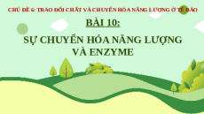 Giáo án Powerpoint Bài 10: Sinh học 10 Cánh diều: Sự chuyển hóa năng lượng và enzyme