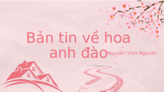Bài giảng điện tử Bản tin về hoa anh đào | Kết nối tri thức Ngữ văn 7