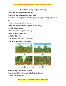 Lý thuyết Công nghệ 7 Cánh diều Bài 6: Chăm sóc cây rừng sau khi trồng