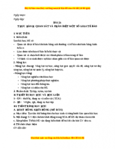 Giáo án Bài 21 KHTN 6 Kết nối tri thức (2024): Thực hành: Quan sát và phân biệt một số loại tế bào