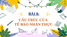 Giáo án Powerpoint Bài 8: Sinh học 10 Cánh diều: Cấu trúc của tế bào nhân thực