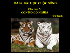 Giáo án powerpoint Con hổ có nghĩa | Kết nối tri thức Ngữ văn 7