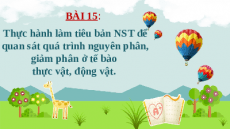 Giáo án Powerpoint Bài 15: Sinh học 10 Cánh diều: Thực hành làm tiêu bản NST để quan sát quá trình nguyên phân, giảm phân ở tế bào  thực vật, động vật